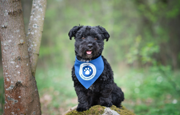 Hunde halstrklde Hundegtur i gruppen Agria Shop / Dog walk hos AgriaShop (2307)