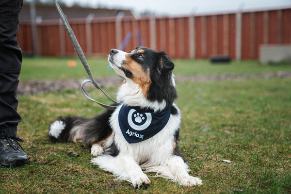 Hunde halstørklæde Hundegåtur i gruppen Agria Shop / Produkter / Hund hos AgriaShop (2371r)