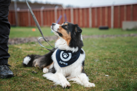 Hunde halstørklæde Hundegåtur