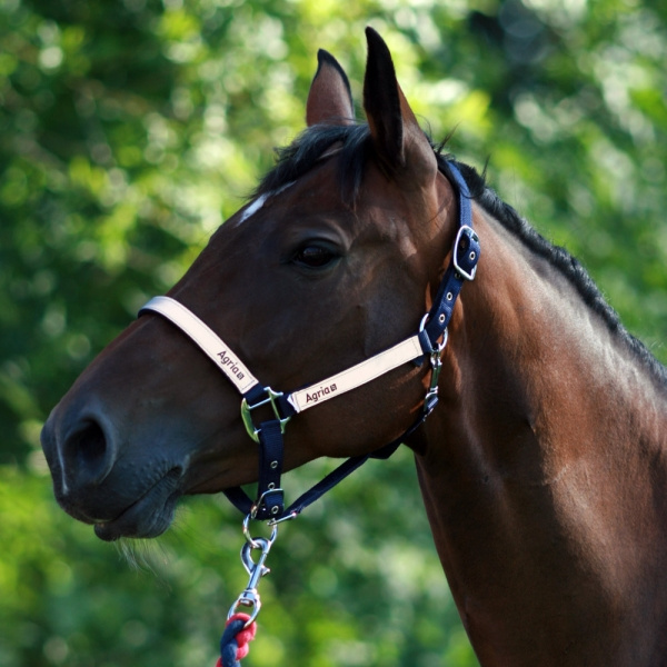 Grime - bl� reflex