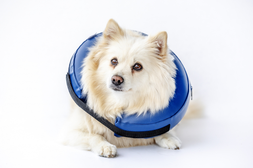 Oppustelig hundekrave.